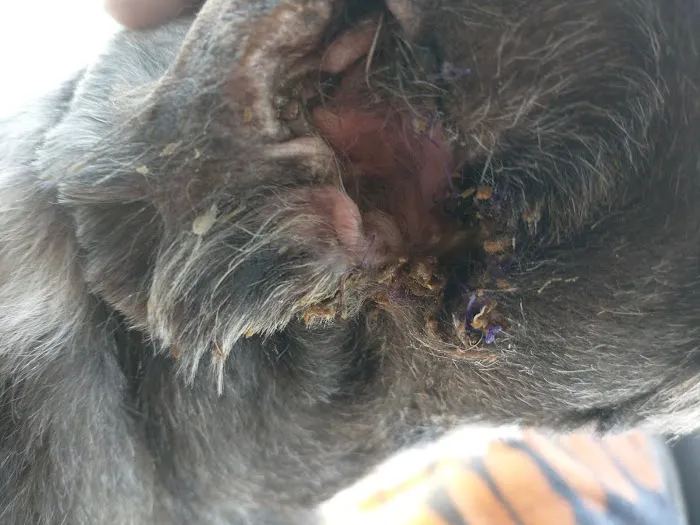 Northwest Pet Hospital Picture 4