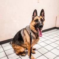 Tropicana Animal Hospital ico