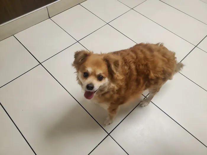 Tropicana Animal Hospital Picture 5