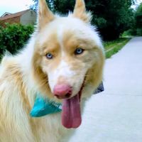 Tropicana Animal Hospital: Lewis Renee DVM ico