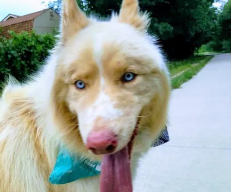 Tropicana Animal Hospital: Lewis Renee DVM