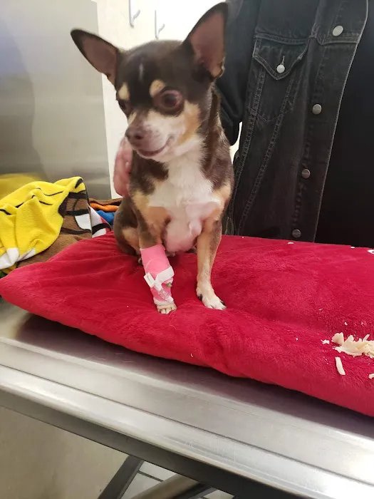 Tropicana Animal Hospital: Lewis Renee DVM Picture 6