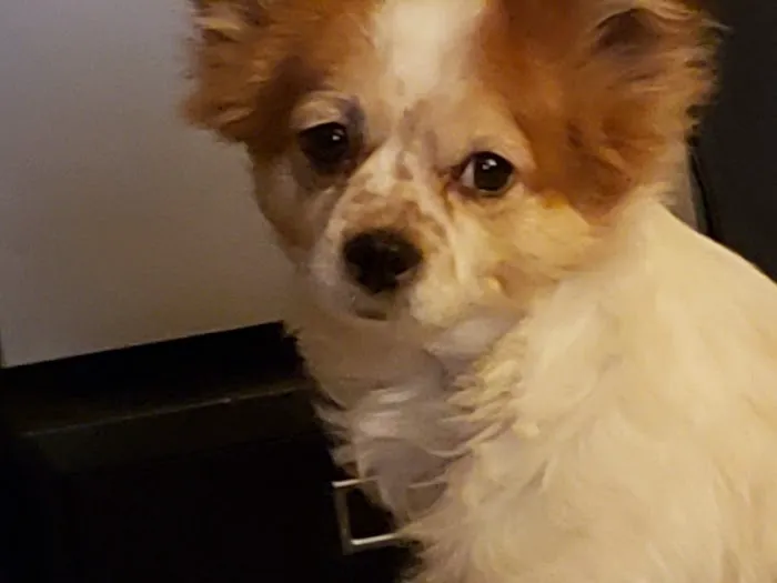Tropicana Animal Hospital: Lewis Renee DVM Picture 4