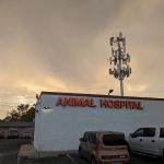 Tropicana Animal Hospital: Tunnard Blake DVM