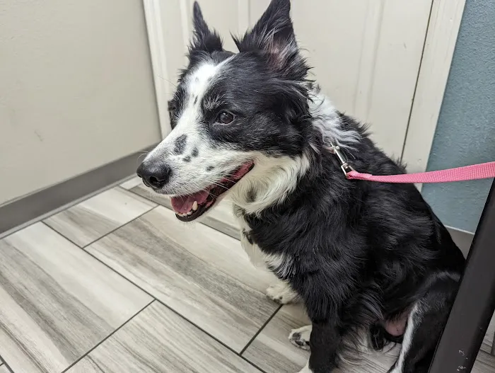 VCA Mountain Vista Animal Hospital Picture 1