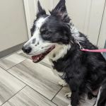 VCA Mountain Vista Animal Hospital