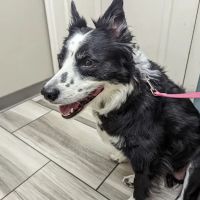 VCA Mountain Vista Animal Hospital ico