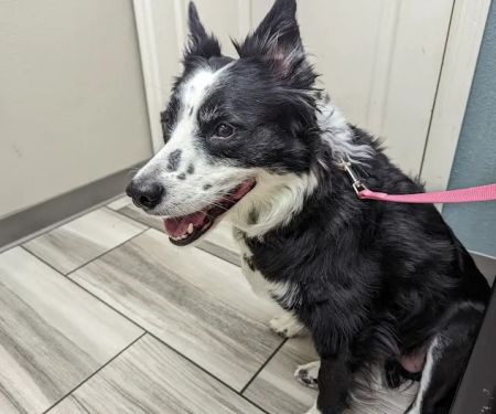VCA Mountain Vista Animal Hospital