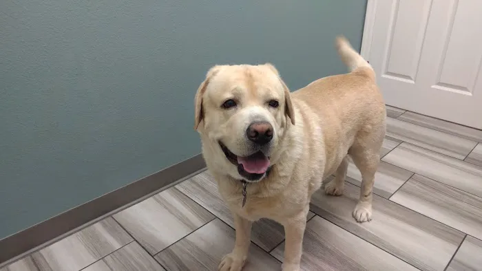 VCA Mountain Vista Animal Hospital Picture 7