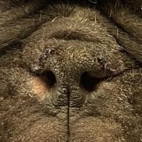 Happy Paws Pet Hospital ico