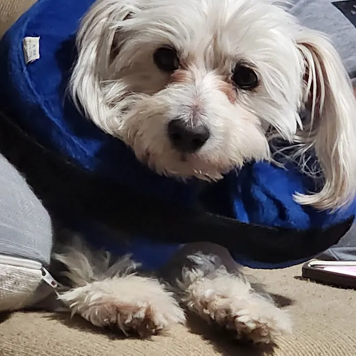 Happy Paws Pet Hospital Picture 9