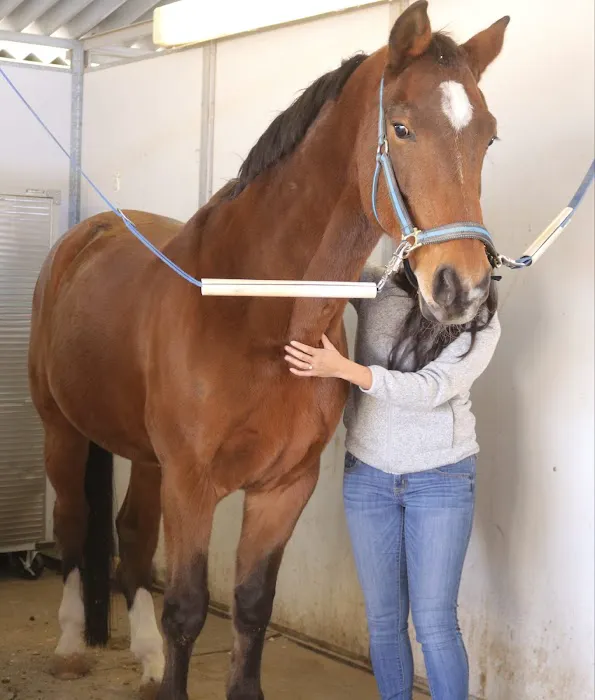 Holiystic Vet Picture 3