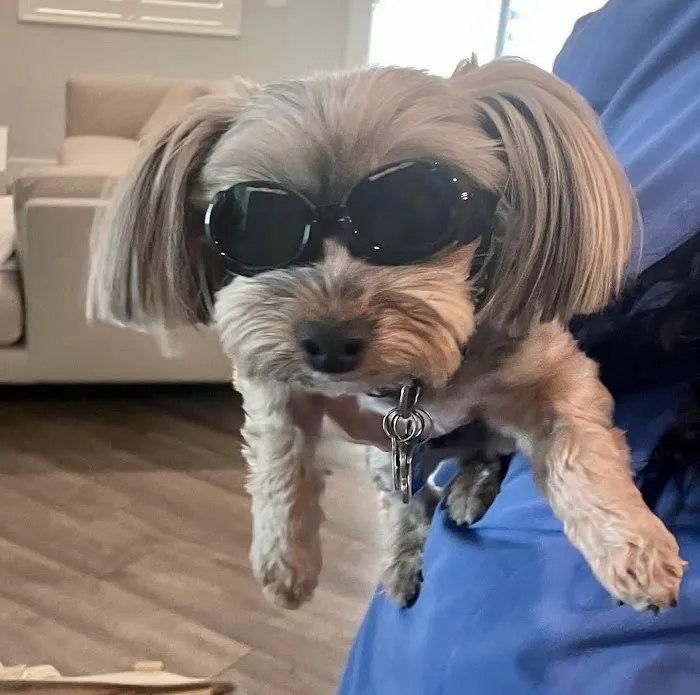 Holiystic Vet Picture 5