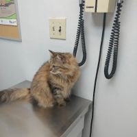 Nellis AFB Veterinary Treatment Facility ico