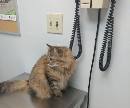 Nellis AFB Veterinary Treatment Facility