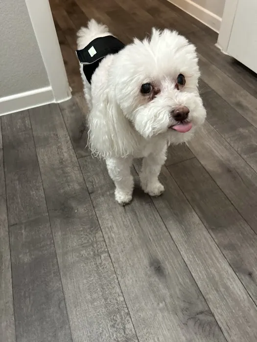 Sahara Pines Animal Hospital Picture 3