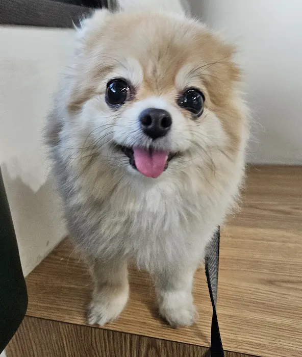 Sahara Pines Animal Hospital Picture 5