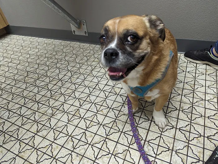Sahara Pines Animal Hospital Picture 10