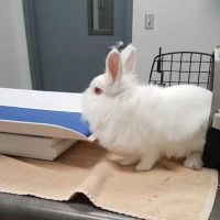 West Flamingo Animal Hospital ico