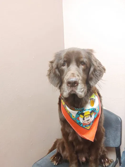West Flamingo Animal Hospital Picture 2
