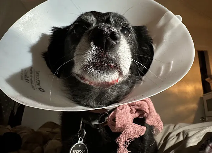 Craig Road Animal Hospital Picture 9