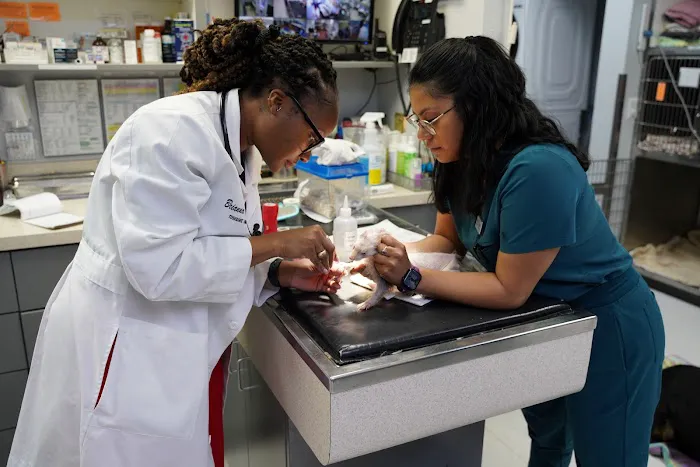 Veterinary Opportunities for Students | V.O.S Picture 1