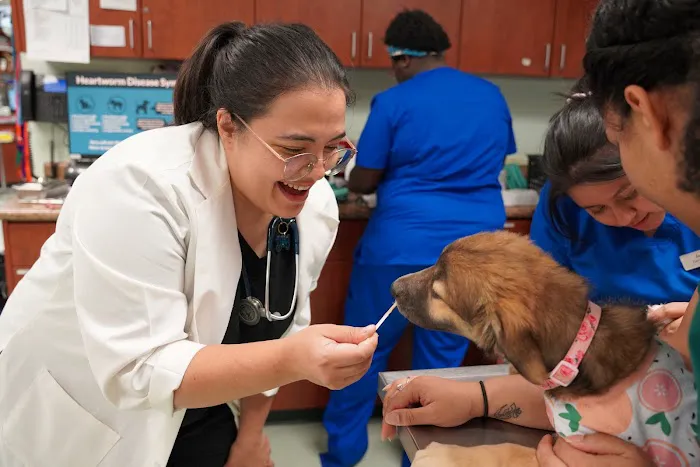 Veterinary Opportunities for Students | V.O.S Picture 3