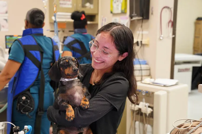 Veterinary Opportunities for Students | V.O.S Picture 4