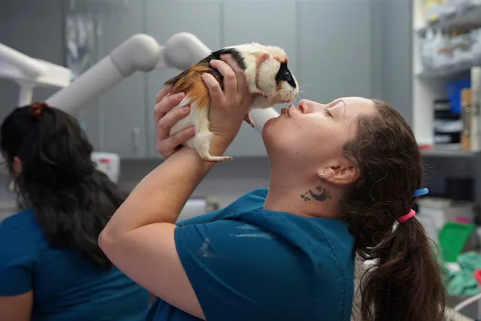 Veterinary Opportunities for Students | V.O.S Picture 6