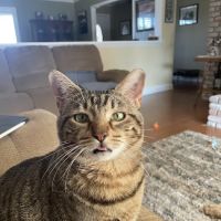 Ann Road Animal Hospital ico