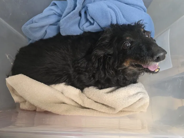 Ann Road Animal Hospital Picture 7