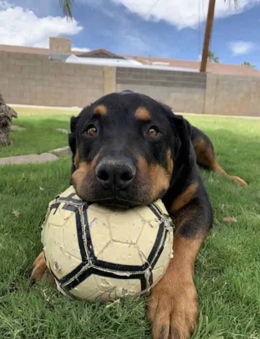 Nevada Pet Hospice Picture 2