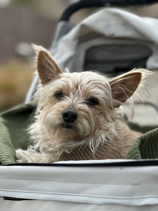 Nevada Pet Hospice Picture 1
