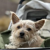 Nevada Pet Hospice ico