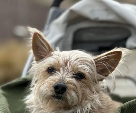 Nevada Pet Hospice
