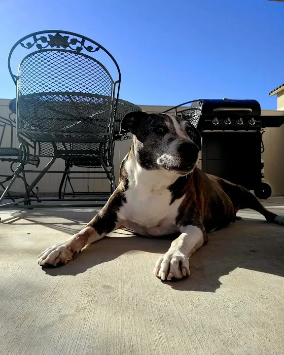Nevada Pet Hospice Picture 5