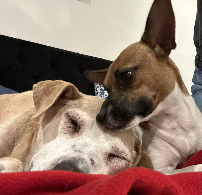Nevada Pet Hospice Picture 8