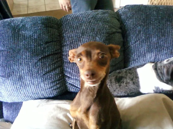 Nevada Pet Hospice Picture 7