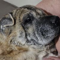 Rainbow Animal Hospital: Vensand Alric DVM ico