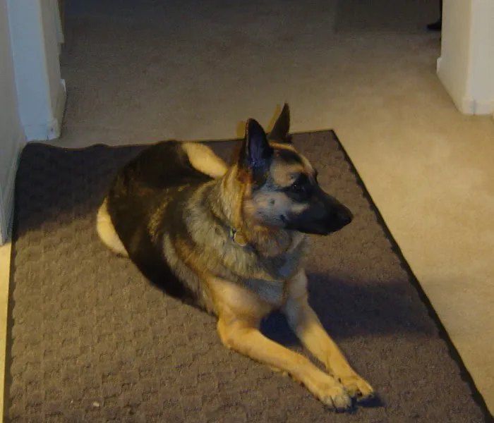 Rainbow Animal Hospital: Wolf S DVM Picture 2