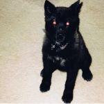 Rainbow Animal Hospital: Wolf S DVM