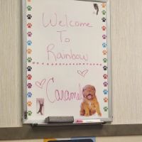 Rainbow Animal Hospital ico