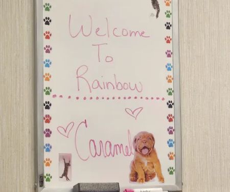 Rainbow Animal Hospital