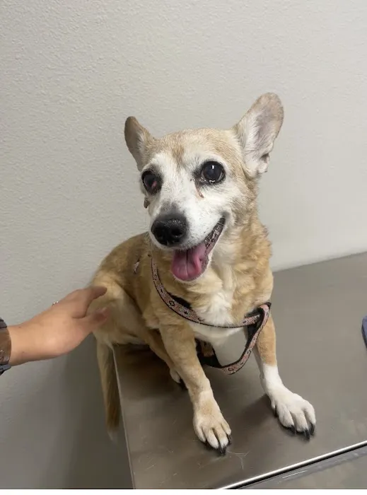 Rainbow Animal Hospital Picture 10