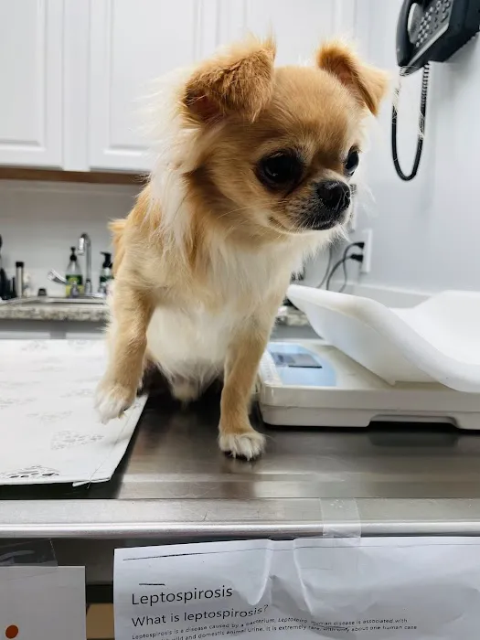 Veterinary Medical Clinic Picture 8