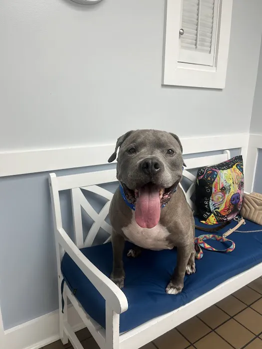 Urgent Pet Care of South Tampa Picture 2