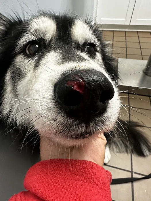 Urgent Pet Care of South Tampa Picture 1