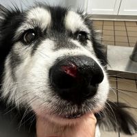 Urgent Pet Care of South Tampa ico