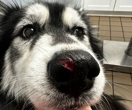 Urgent Pet Care of South Tampa
