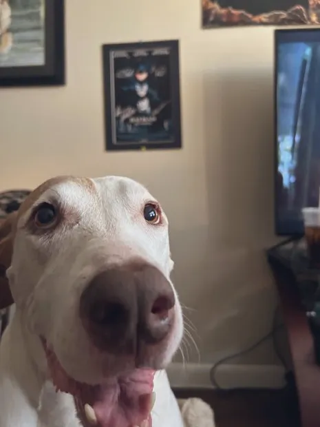 Urgent Pet Care of South Tampa Picture 5